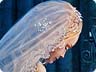 Grim Tales: The Bride Grim Tales: The Bride